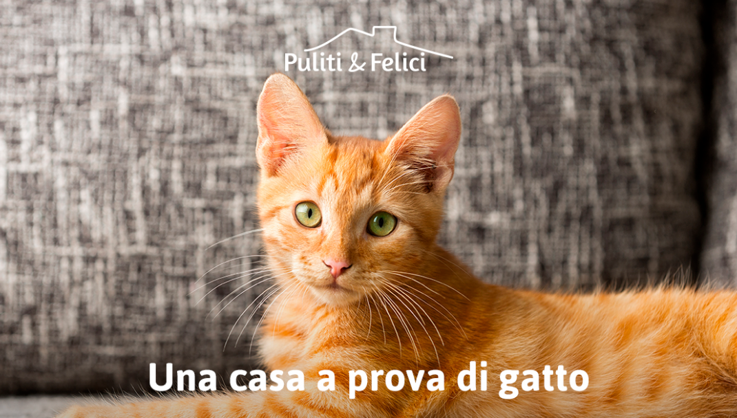 Dove Far Dormire Il Gatto: I Luoghi Adatti